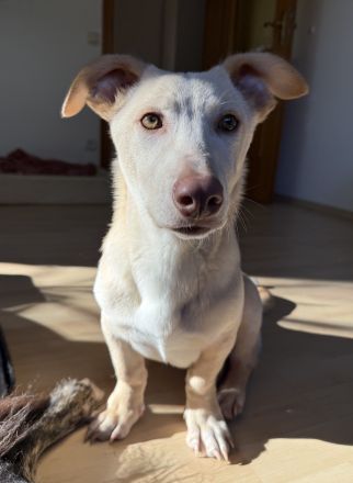 Francky Stanley, geb. ca. 08/2025, lebt auf einer Pflegestelle in 81929 München