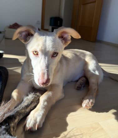 Francky Stanley, geb. ca. 08/2025, lebt auf einer Pflegestelle in 81929 München