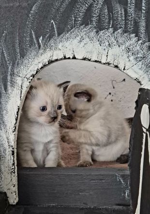 Siam kitten