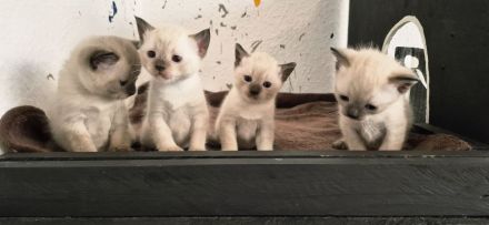 Siam kitten