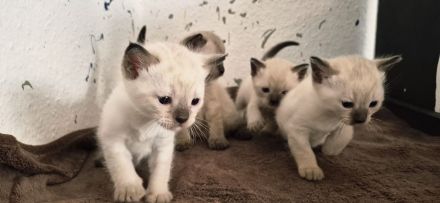 Siam kitten
