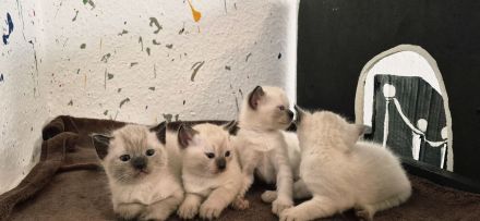 Siam kitten