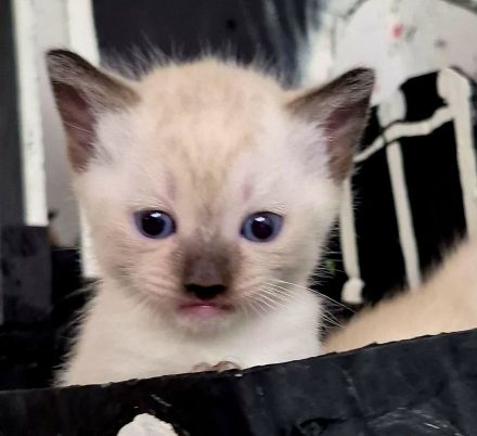 Siam kitten