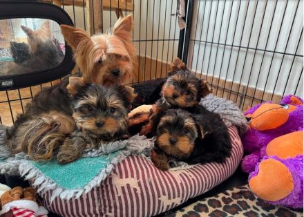 Yorkshire Terrier Welpen