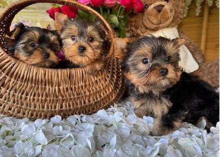 Yorkshire Terrier Welpen