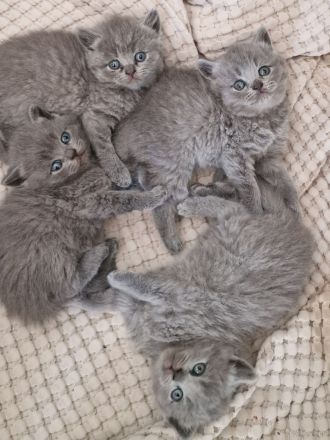 Bkh kitten