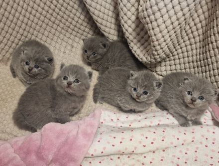 Bkh kitten