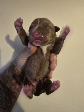 🐶 American Pitbull Terrier Welpen – Top Abstammung – Ab sofort reservierbar 🐶