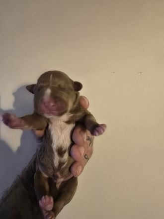 🐶 American Pitbull Terrier Welpen – Top Abstammung – Ab sofort reservierbar 🐶