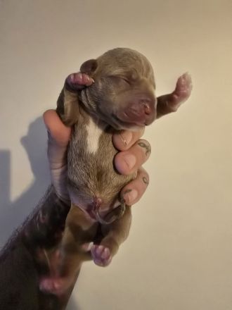 🐶 American Pitbull Terrier Welpen – Top Abstammung – Ab sofort reservierbar 🐶