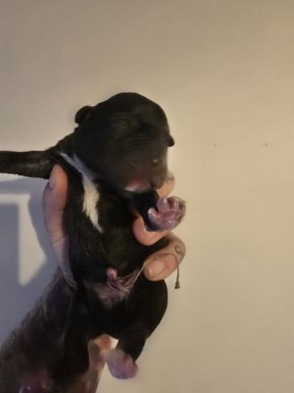 🐶 American Pitbull Terrier Welpen – Top Abstammung – Ab sofort reservierbar 🐶