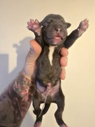 🐶 American Pitbull Terrier Welpen – Top Abstammung – Ab sofort reservierbar 🐶