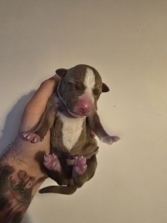 🐶 American Pitbull Terrier Welpen – Top Abstammung – Ab sofort reservierbar 🐶