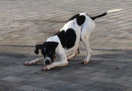 Attila, geb. ca. 08/2024, lebt auf einer Pflegestelle in 67735 Mehlbach