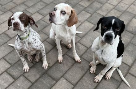 Attila, geb. ca. 08/2024, lebt auf einer Pflegestelle in 67735 Mehlbach