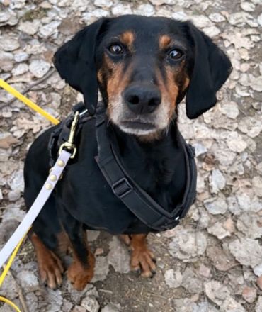 Neria, geb. ca. 11/2020, lebt auf einer Pflegestelle in 95168 Marktleuthen