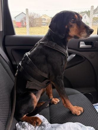 Neria, geb. ca. 11/2020, lebt auf einer Pflegestelle in 95168 Marktleuthen