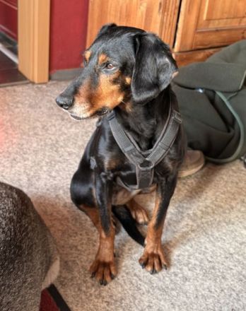 Neria, geb. ca. 11/2020, lebt auf einer Pflegestelle in 95168 Marktleuthen