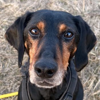 Neria, geb. ca. 11/2020, lebt auf einer Pflegestelle in 95168 Marktleuthen