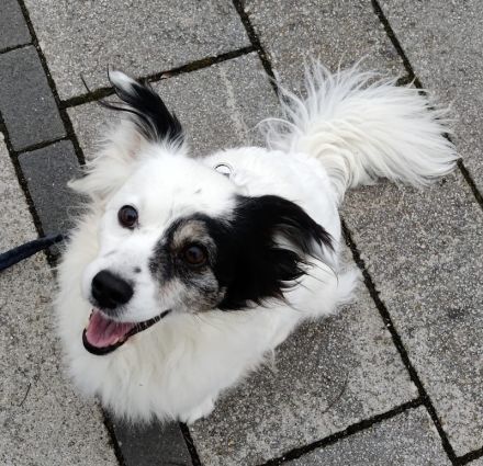 Hanyo, geb. ca. 12/2023, lebt auf einer Pflegestelle in 67269 Grünstadt