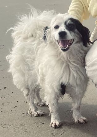 Hanyo, geb. ca. 12/2023, lebt auf einer Pflegestelle in 67269 Grünstadt