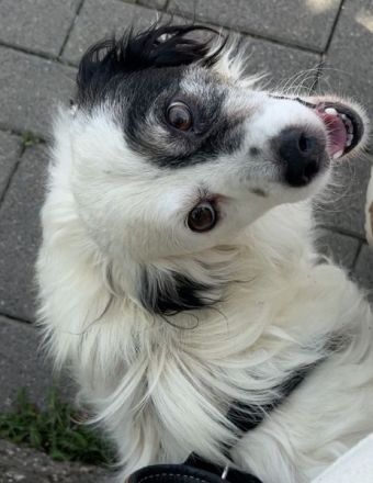 Hanyo, geb. ca. 12/2023, lebt auf einer Pflegestelle in 67269 Grünstadt