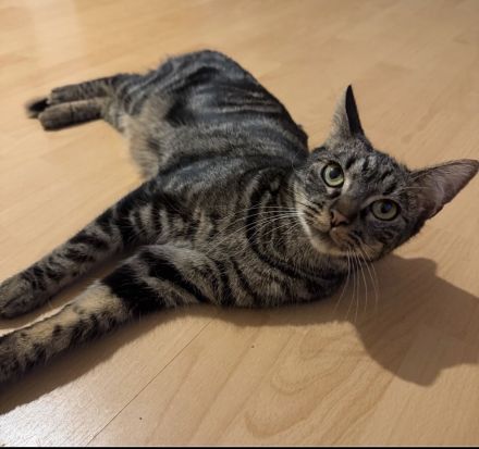 Katzen suchen Schnellstmöglich ein zuhause