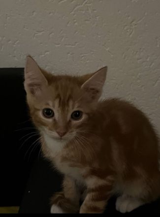 Katzen suchen Schnellstmöglich ein zuhause