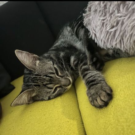 Katzen suchen Schnellstmöglich ein zuhause