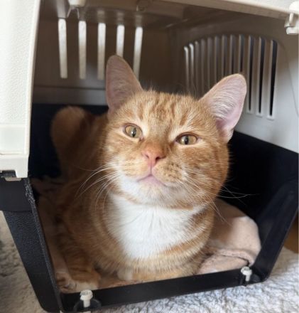 Katzen suchen Schnellstmöglich ein zuhause