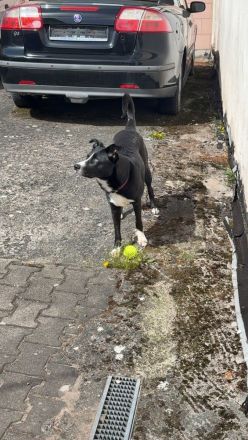 Junghündin sucht ihr für immer Zuhause