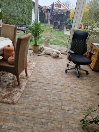 Liebevolle Golden Retriever Hündin