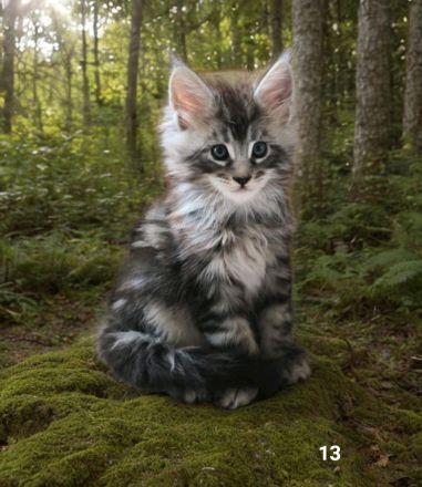 Maine Coon kitten