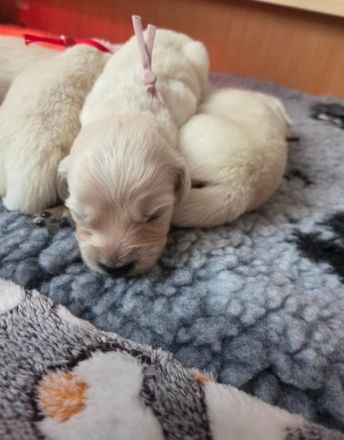 Wunderschöne Golden-Retriever-Welpen (KC-registriert) – Creme/Weiß  Golden Retriever