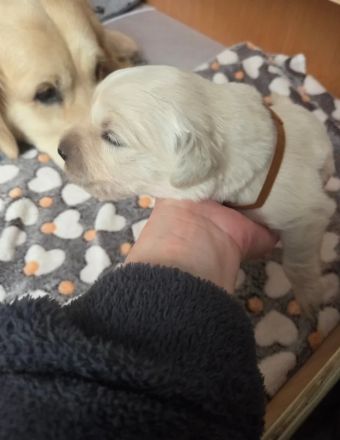 Wunderschöne Golden-Retriever-Welpen (KC-registriert) – Creme/Weiß  Golden Retriever