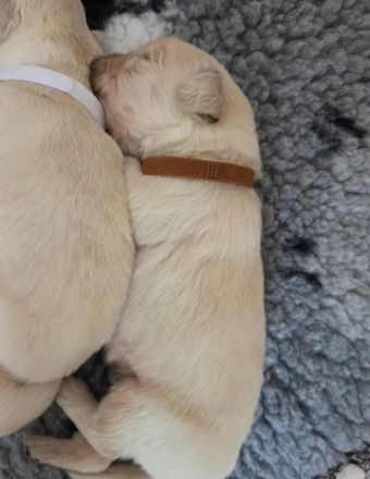 Wunderschöne Golden-Retriever-Welpen (KC-registriert) – Creme/Weiß  Golden Retriever