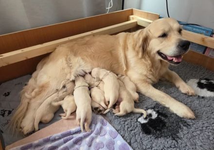 Wunderschöne Golden-Retriever-Welpen (KC-registriert) – Creme/Weiß  Golden Retriever