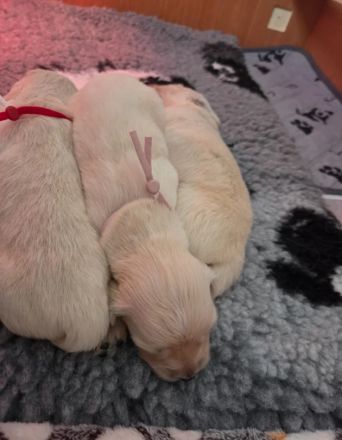 Wunderschöne Golden-Retriever-Welpen (KC-registriert) – Creme/Weiß  Golden Retriever