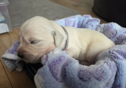 Wunderschöne Golden-Retriever-Welpen (KC-registriert) – Creme/Weiß  Golden Retriever