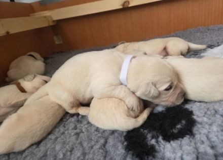 Wunderschöne Golden-Retriever-Welpen (KC-registriert) – Creme/Weiß  Golden Retriever