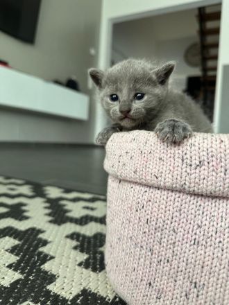 Reinrassige Russisch-Blau-Kitten abzugeben Abgabe ab 16.05.2026