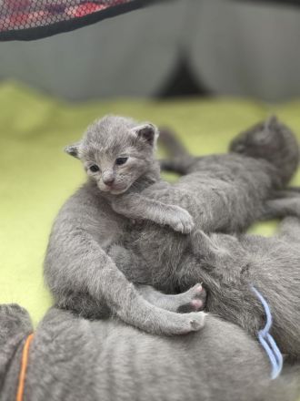 Reinrassige Russisch-Blau-Kitten abzugeben Abgabe ab 16.05.2026