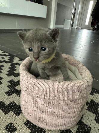 Reinrassige Russisch-Blau-Kitten abzugeben Abgabe ab 16.05.2026