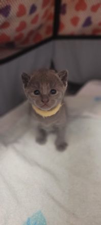 Reinrassige Russisch-Blau-Kitten abzugeben Abgabe ab 16.05.2026