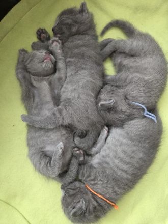 Reinrassige Russisch-Blau-Kitten abzugeben Abgabe ab 16.05.2026