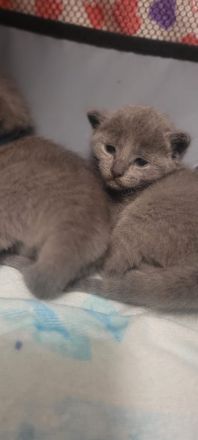 Reinrassige Russisch-Blau-Kitten abzugeben Abgabe ab 16.05.2026