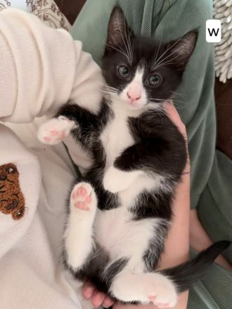 Kätzchen suchen ein liebevolles Zuhause 🐾