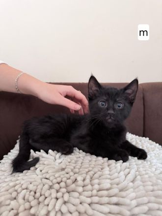 Kätzchen suchen ein liebevolles Zuhause 🐾