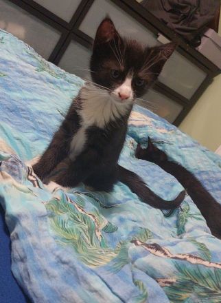 Kätzchen suchen ein liebevolles Zuhause 🐾