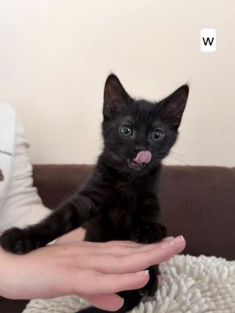 Kätzchen suchen ein liebevolles Zuhause 🐾